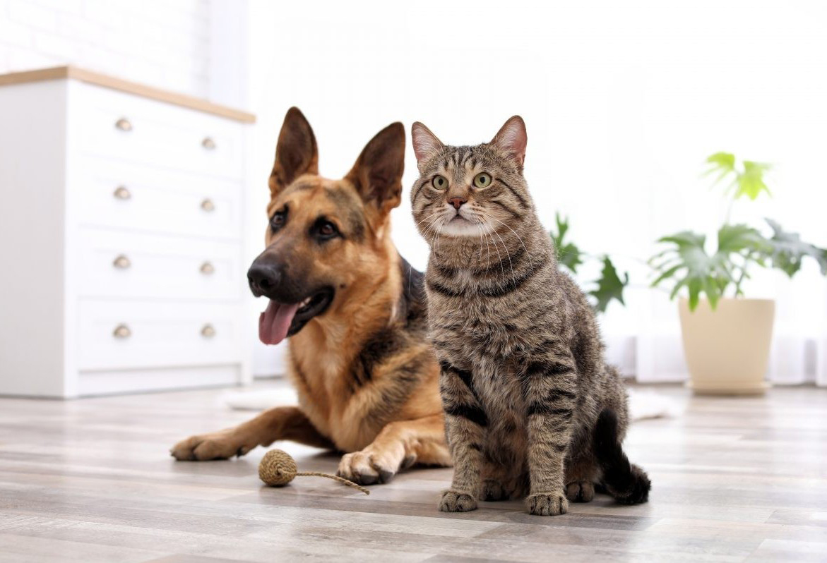 Friendly Independent Sutton Bridge Vet Practice Sutton Bridge Vets