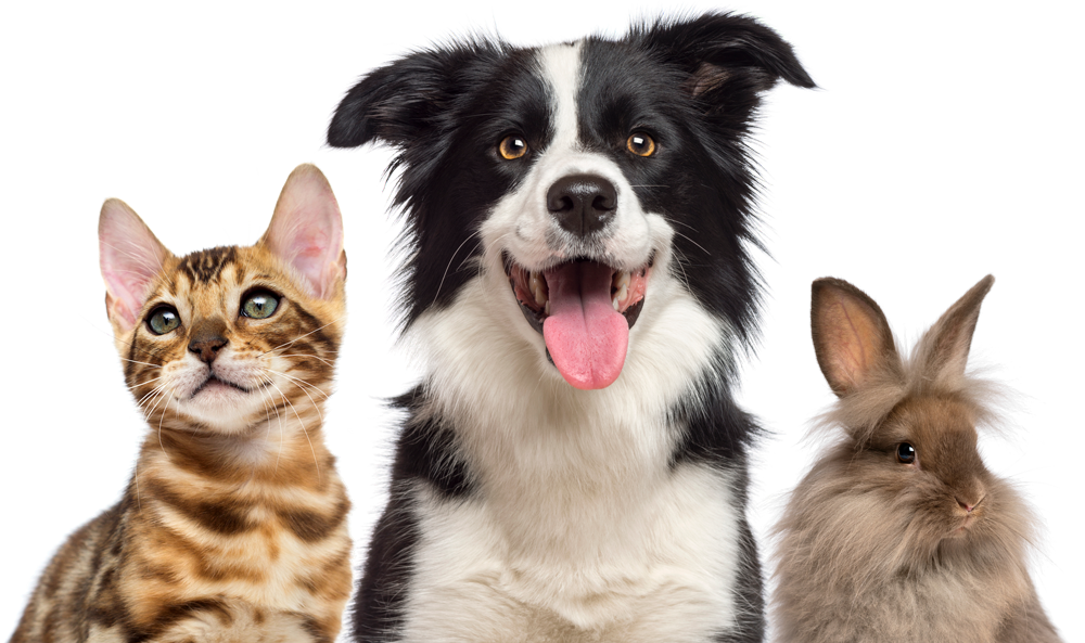 Affordable Pet Club | Independent Vet | Sutton Bridge Vets | Between Spalding & Kings Lynn