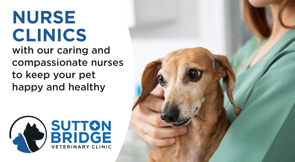 Clinic for pets new arrivals