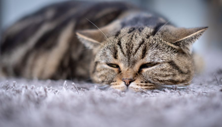 What is hypertension? | High Blood Pressure (Hypertension) in Cats