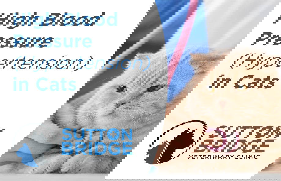 High blood pressure (Hypertension) in cats Sutton Bridge Vets