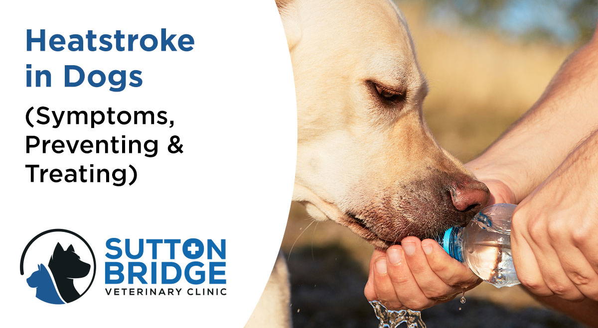 Heatstroke in Dogs Symptoms, Preventing & Treating Heat Stroke