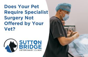 Pet Surgical Referrals Services - Sutton Bridge Vets
