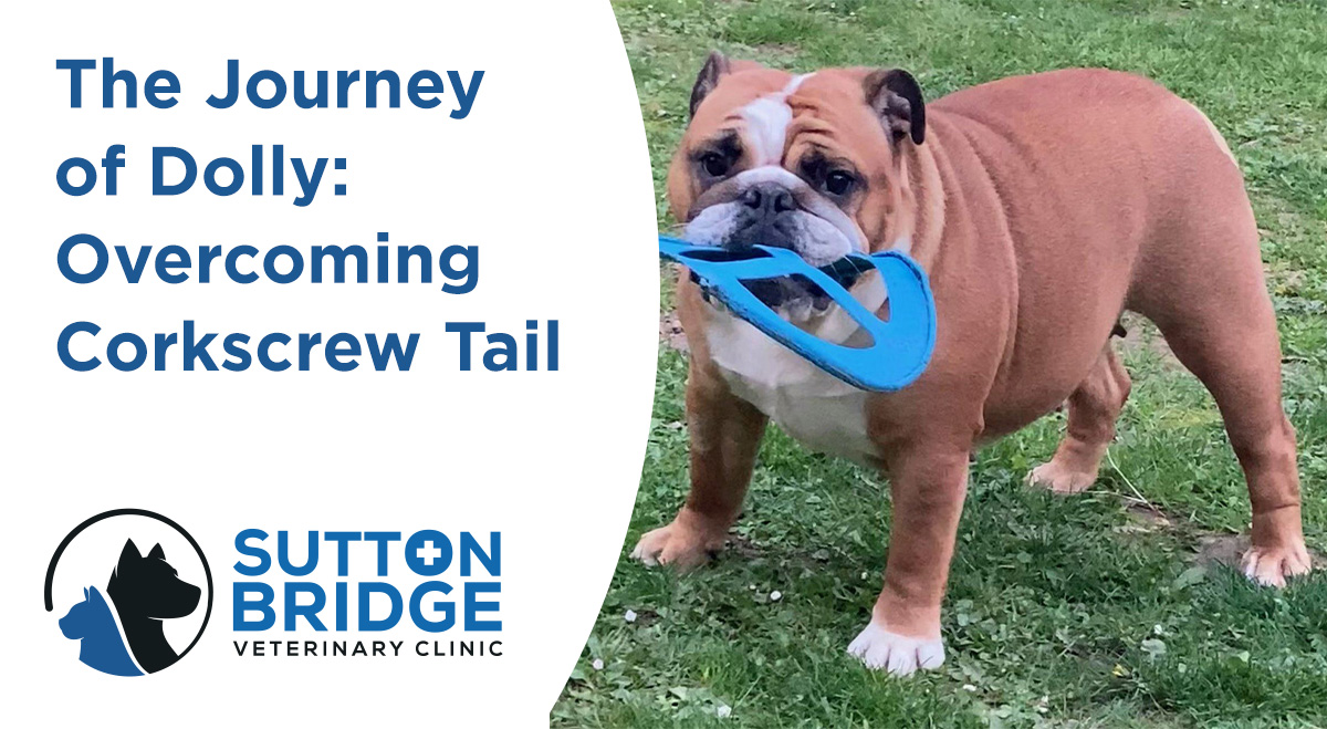 The Journey of Dolly Corkscrew Tail