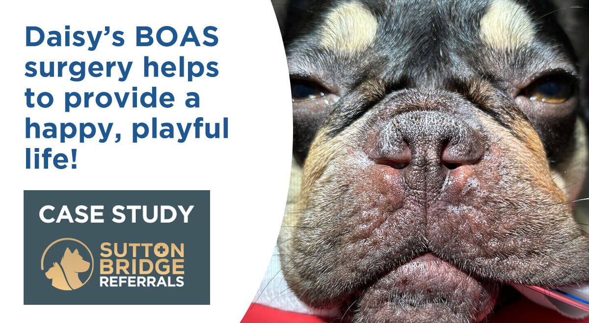 Daisy’s BOAS surgery Case Study Sutton Bridge Vets