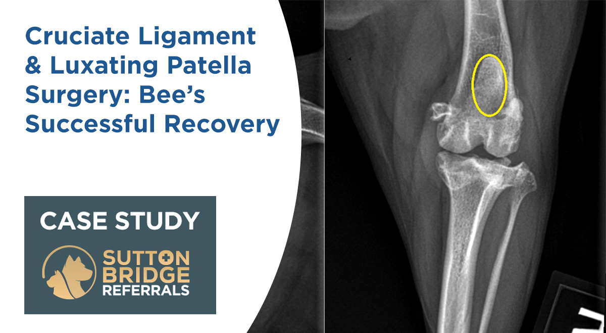 Cruciate Ligament & Luxating Patella Surgery Bee