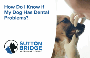 How do I know if my pet has dental problems | Sutton Bridge Vets