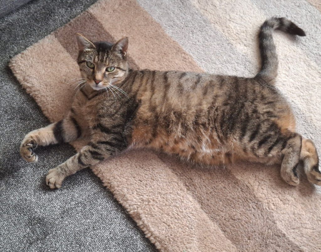 Scrounger the tabby rescue cat after successful ear canal surgery in Sutton Bridge, Lincolnshire
