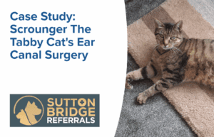 Cat Ear Canal Surgery in Lincolnshire | Scrounger’s Case Study