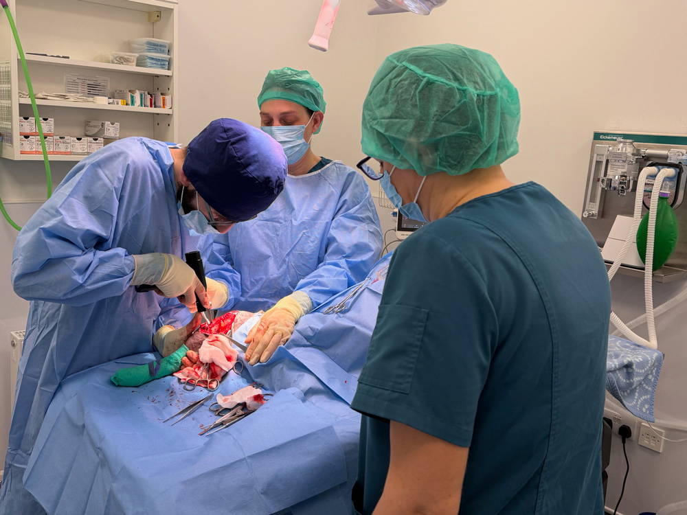 why-choose-sutton-bridge-vets-in-spalding-lincolnshire-facilities-3