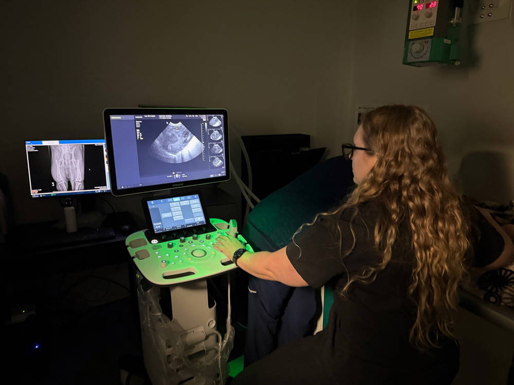 why-choose-sutton-bridge-vets-in-spalding-lincolnshire-facilities-4