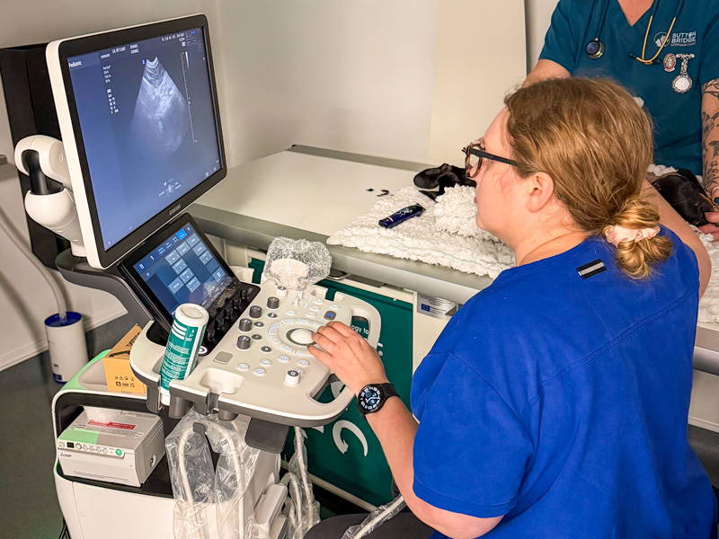 Advanced Ultrasound for Pets | Sutton Bridge Vets in Spalding, Lincolnshire