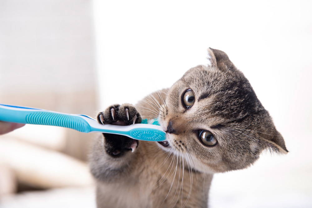 Dental Health in Cats