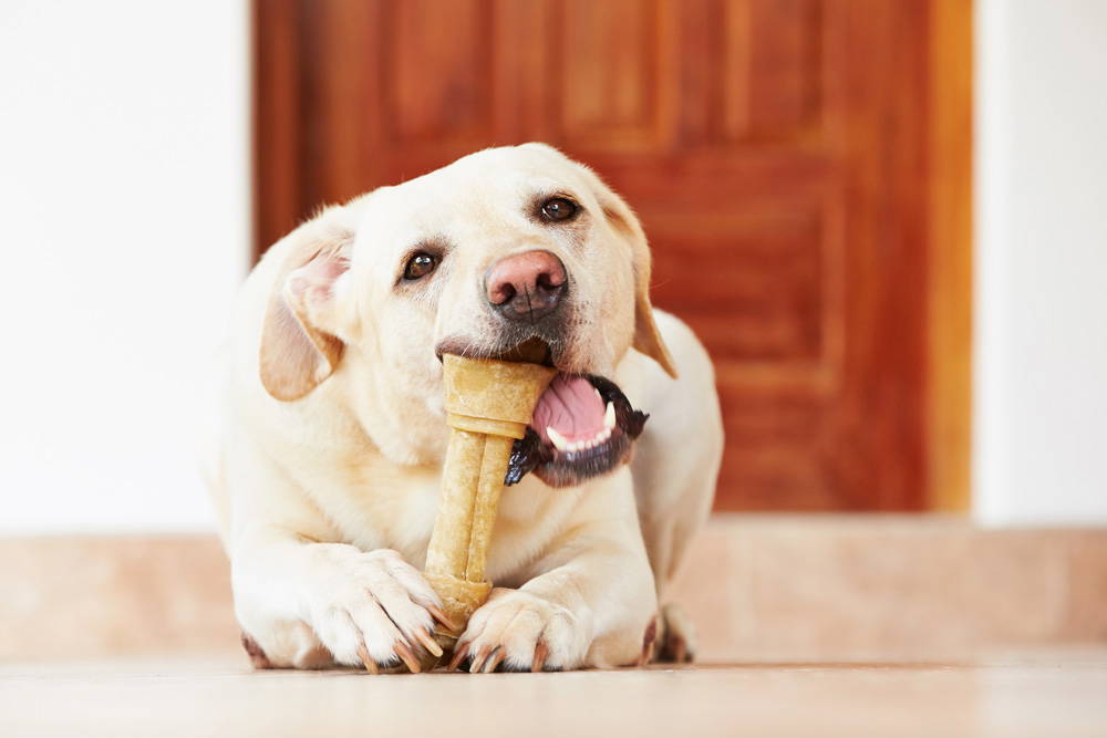 Dental Health in Dogs