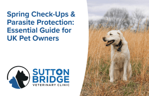 Spring parasites and check-ups | Sutton Bridge Vets
