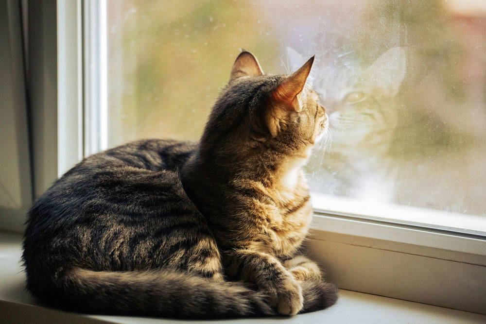 Spring parasites and check-ups | Sutton Bridge Vets