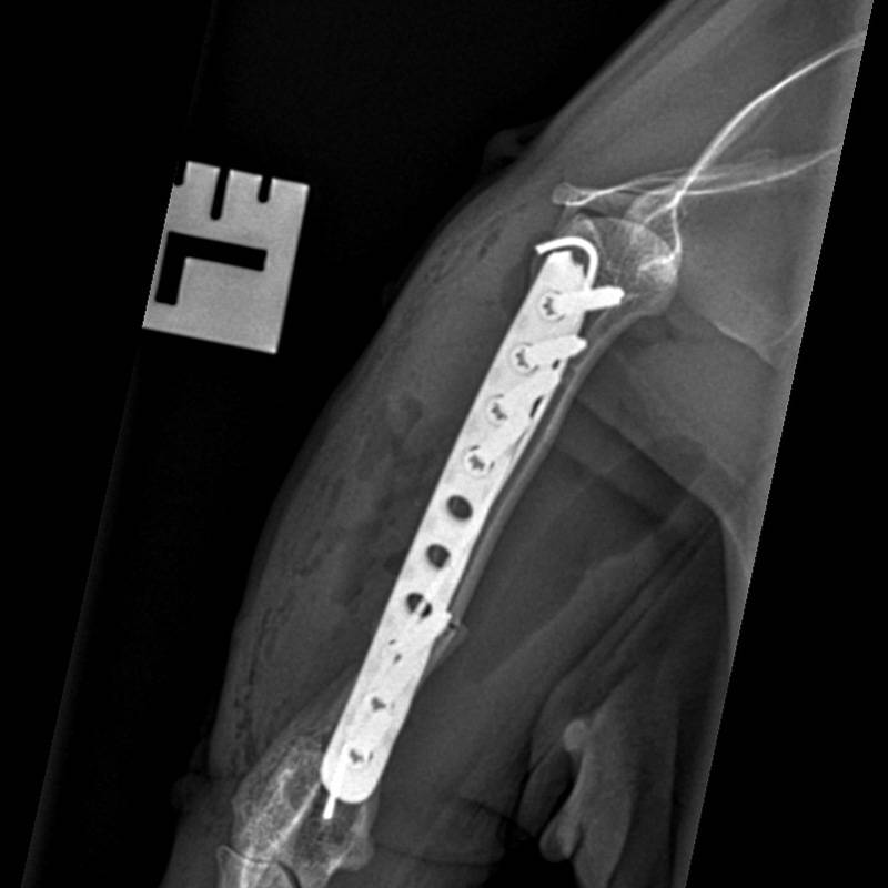 case-study-leonas-fracture-repair-journey-sutton-bridge-vets-referrals-spalding-after