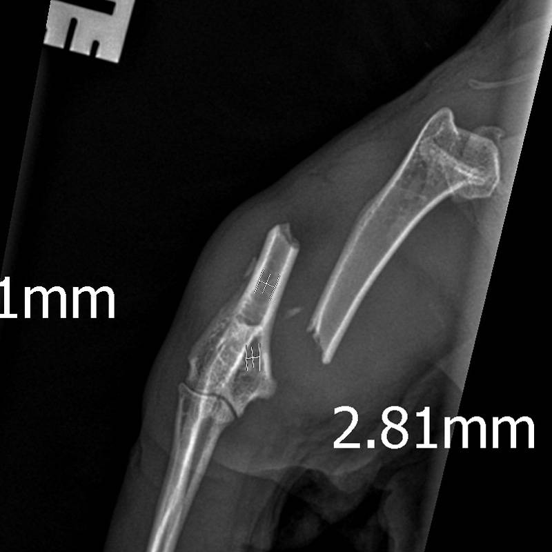 case-study-leonas-fracture-repair-journey-sutton-bridge-vets-referrals-spalding-before