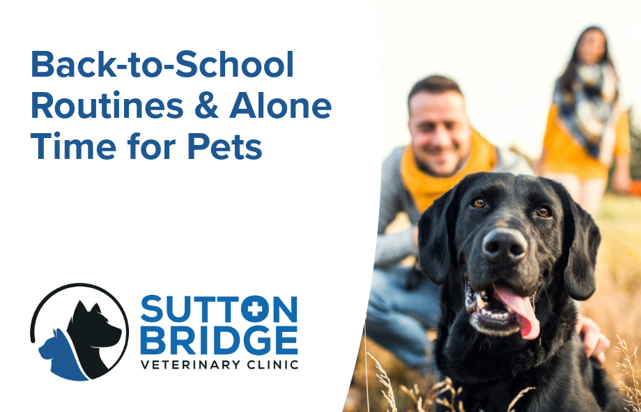 Back to school - alone time for pets | Sutton Bridge