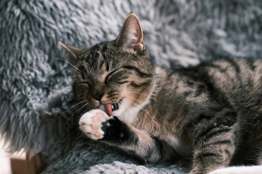 Back to school - alone time for pets | Sutton Bridge
