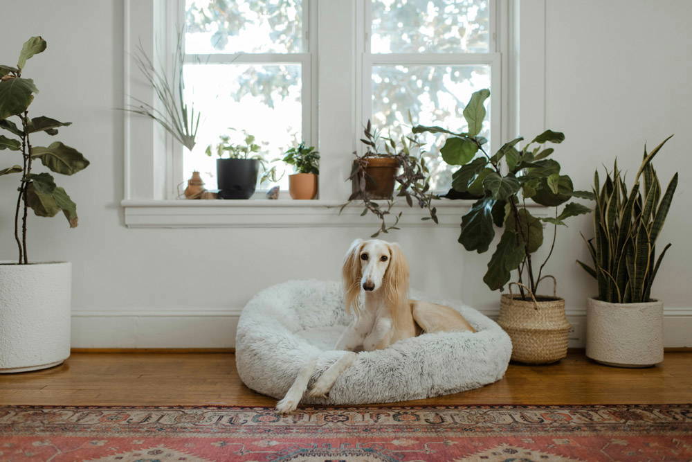Back to school - alone time for pets | Sutton Bridge